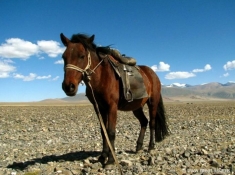 Монголия. Страна ветров, пустынь и кочевников - участие в экспедиционных турах