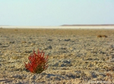 Растительность на дне высохшего Аральского моря.