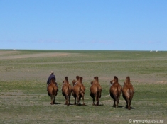 Погонщик верблюдов в западной Монголии. Глубокий туризм