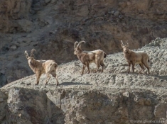 Горные козлы в долине реки Пяндж