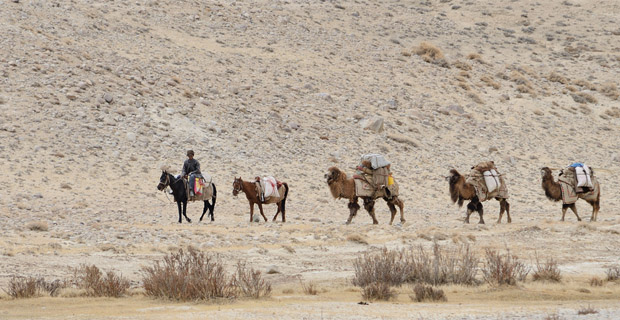 Древний Памирский тракт. Караван верблюдов идет по Ваханскому коридору